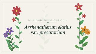 Planche botanique stylisée d’Arrhenatherum elatius var. precatorium