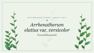 Planche botanique stylisée d’Arrhenatherum elatius var. versicolor (Fromental panaché)