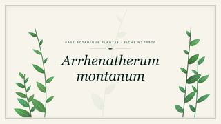 Planche botanique stylisée d’Arrhenatherum montanum