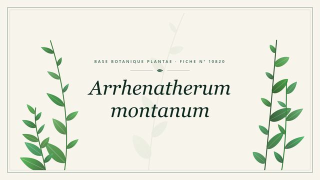 Arrhenatherum montanum : fiche descriptive et taxonomie Planche botanique stylisée d’Arrhenatherum montanum