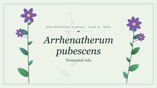 Planche botanique stylisée d’Arrhenatherum pubescens (Fromental velu)
