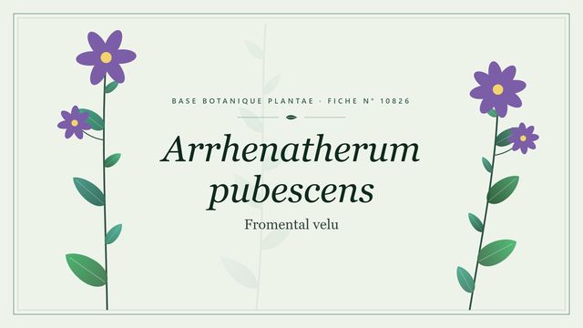 Arrhenatherum pubescens : notre analyse Planche botanique stylisée d’Arrhenatherum pubescens (Fromental velu)