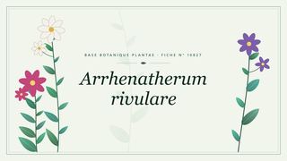 Planche botanique stylisée d’Arrhenatherum rivulare