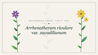 Planche botanique stylisée d’Arrhenatherum rivulare var. zavadilianum