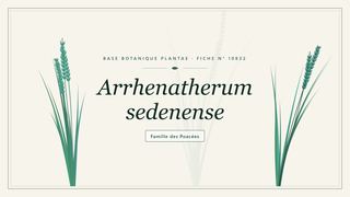 Planche botanique stylisée d’Arrhenatherum sedenense, famille des Poacées