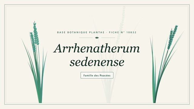 Arrhenatherum sedenense : décryptage Planche botanique stylisée d’Arrhenatherum sedenense, famille des Poacées