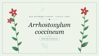 Planche botanique stylisée d’Arrhostoxylum coccineum, famille des Acanthaceae