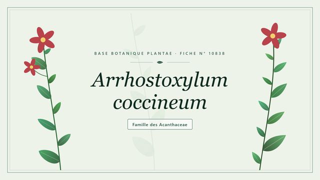 Arrhostoxylum coccineum : l'eclat rouge des Acanthacées tropicales Planche botanique stylisée d’Arrhostoxylum coccineum, famille des Acanthaceae