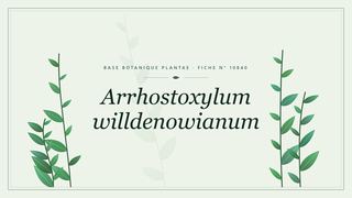 Planche botanique stylisée d’Arrhostoxylum willdenowianum