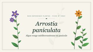 Planche botanique stylisée d’Arrostia paniculata (Algue rouge méditerranéenne en panicule)