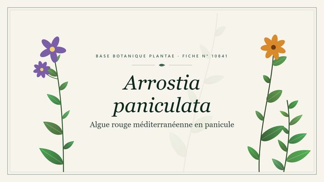Arrostia paniculata : repères utiles Planche botanique stylisée d’Arrostia paniculata (Algue rouge méditerranéenne en panicule)