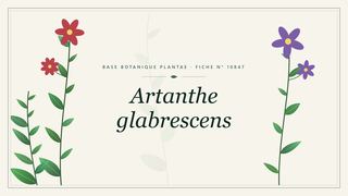 Planche botanique stylisée d’Artanthe glabrescens