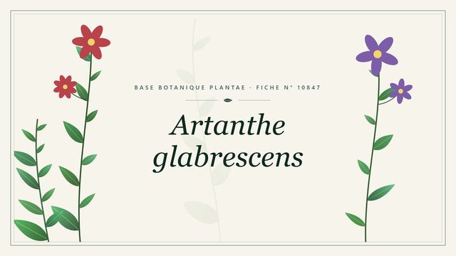 Artanthe glabrescens : fiche descriptive et taxonomie Planche botanique stylisée d’Artanthe glabrescens