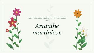 Planche botanique stylisée d’Artanthe martinicae