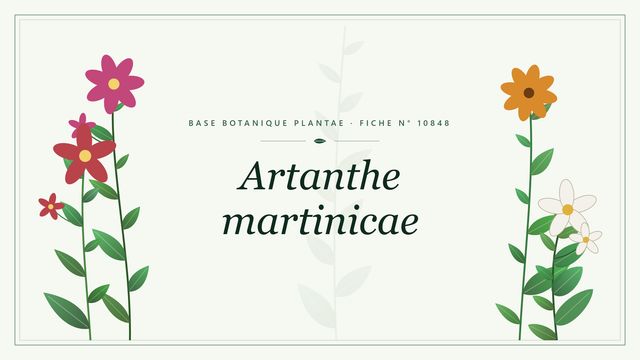 Artanthe martinicae : description, culture et usages ornementaux Planche botanique stylisée d’Artanthe martinicae