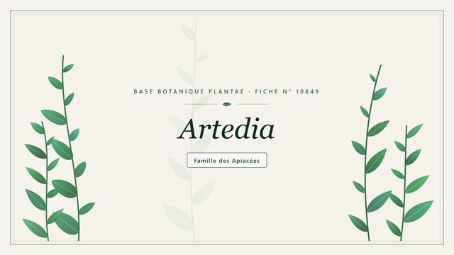 Artedia : décryptage Planche botanique stylisée d’Artedia, famille des Apiacées