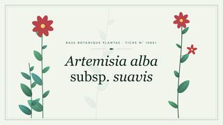 Planche botanique stylisée d’Artemisia alba subsp. suavis