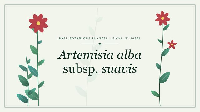 Artemisia alba subsp. suavis : fiche descriptive et taxonomie Planche botanique stylisée d’Artemisia alba subsp. suavis
