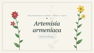 Planche botanique stylisée d’Artemisia armeniaca, famille des Asteracées