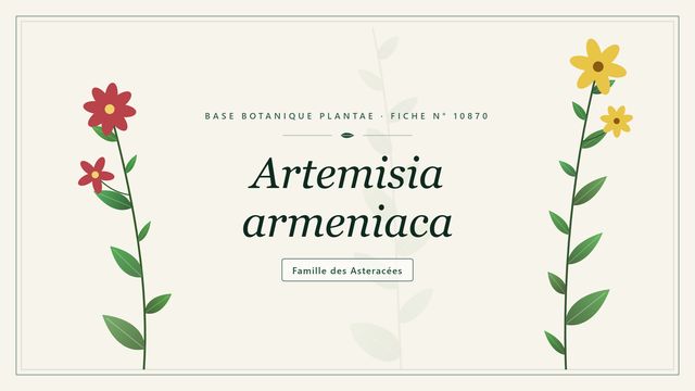 Artemisia armeniaca : points clés Planche botanique stylisée d’Artemisia armeniaca, famille des Asteracées