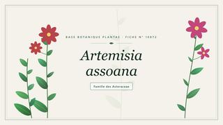 Planche botanique stylisée d’Artemisia assoana, famille des Asteraceae