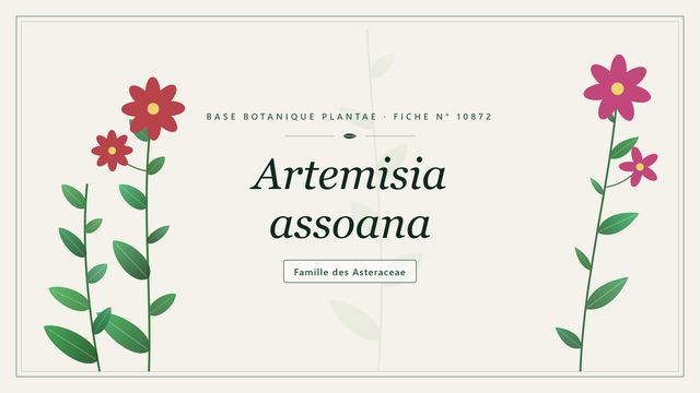 Artemisia assoana : guide complet Planche botanique stylisée d’Artemisia assoana, famille des Asteraceae