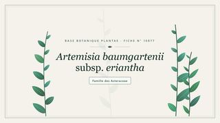 Planche botanique stylisée d’Artemisia baumgartenii subsp. eriantha, famille des Asteraceae