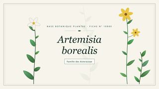 Planche botanique stylisée d’Artemisia borealis, famille des Asteraceae