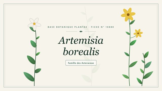 Artemisia borealis : les bases Planche botanique stylisée d’Artemisia borealis, famille des Asteraceae