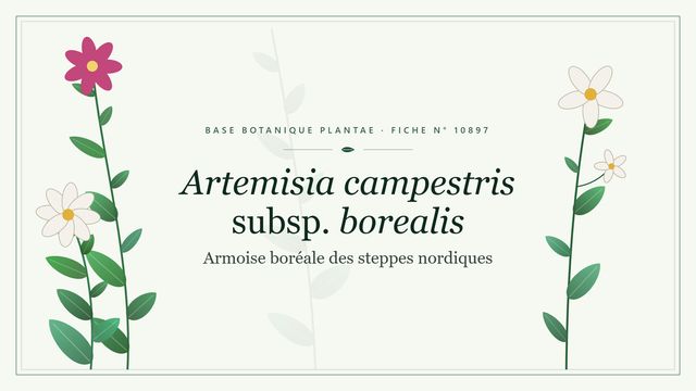 Artemisia campestris subsp. borealis Planche botanique stylisée d’Artemisia campestris subsp. borealis (Armoise boréale des steppes nordiques)