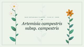 Planche botanique stylisée d’Artemisia campestris subsp. campestris
