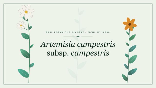 Artemisia campestris subsp. campestris : fiche descriptive et taxonomie Planche botanique stylisée d’Artemisia campestris subsp. campestris