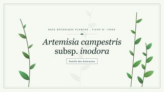 Planche botanique stylisée d’Artemisia campestris subsp. inodora, famille des Astéracées
