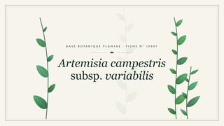 Planche botanique stylisée d’Artemisia campestris subsp. variabilis