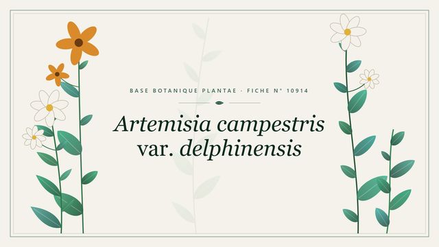 Artemisia campestris var. delphinensis : fiche descriptive et taxonomie Planche botanique stylisée d’Artemisia campestris var. delphinensis