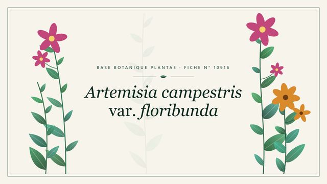 Artemisia campestris var. floribunda : fiche descriptive et taxonomie Planche botanique stylisée d’Artemisia campestris var. floribunda