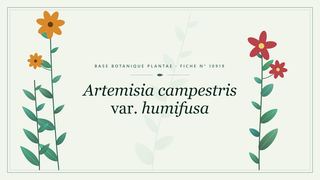 Planche botanique stylisée d’Artemisia campestris var. humifusa