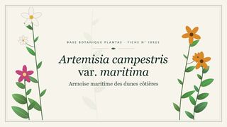 Planche botanique stylisée d’Artemisia campestris var. maritima (Armoise maritime des dunes côtières)