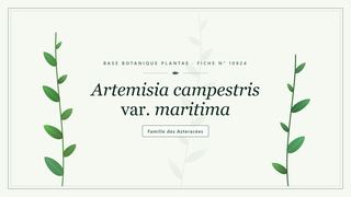 Planche botanique stylisée d’Artemisia campestris var. maritima, famille des Asteracées