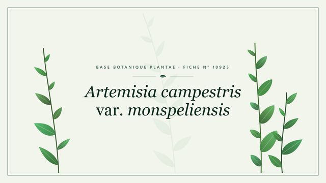 Artemisia campestris var. monspeliensis : fiche descriptive et taxonomie Planche botanique stylisée d’Artemisia campestris var. monspeliensis
