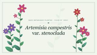 Planche botanique stylisée d’Artemisia campestris var. stenoclada