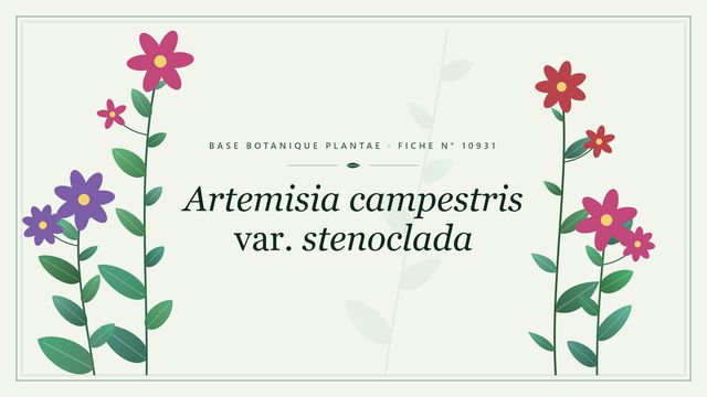Artemisia campestris var. stenoclada : fiche descriptive et taxonomie Planche botanique stylisée d’Artemisia campestris var. stenoclada