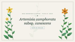 Planche botanique stylisée d’Artemisia camphorata subsp. canescens, famille des Astéracées