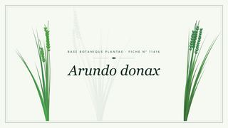 Planche botanique stylisée d’Arundo donax