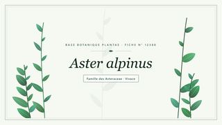 Planche botanique stylisée d’Aster alpinus, famille des Asteraceae
