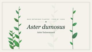 Planche botanique stylisée d’Aster dumosus (Aster buissonnant)