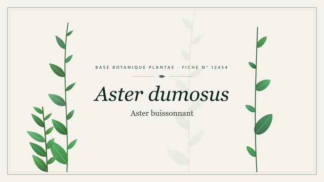 Aster dumosus : panorama Planche botanique stylisée d’Aster dumosus (Aster buissonnant)