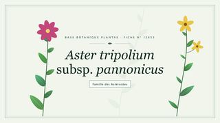 Planche botanique stylisée d’Aster tripolium subsp. pannonicus, famille des Astéracées