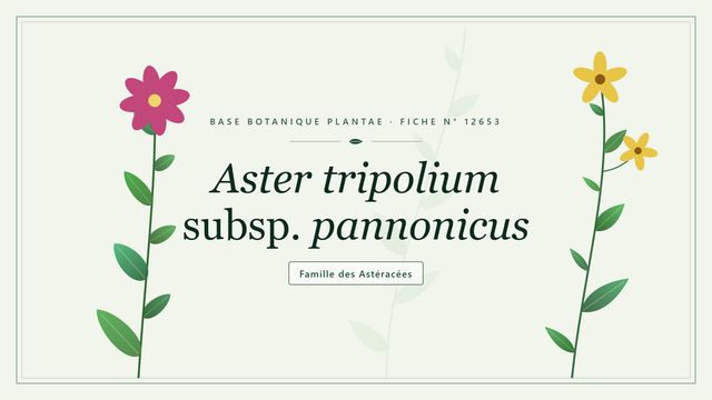 Aster tripolium subsp. pannonicus Planche botanique stylisée d’Aster tripolium subsp. pannonicus, famille des Astéracées