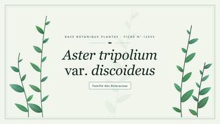 Planche botanique stylisée d’Aster tripolium var. discoideus, famille des Asteraceae